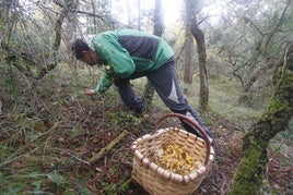 Un hombre recoge setas en un bosque alavés.