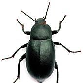 Imagen - «Toda revolución se evapora y deja atrás una estela de burocracia» 