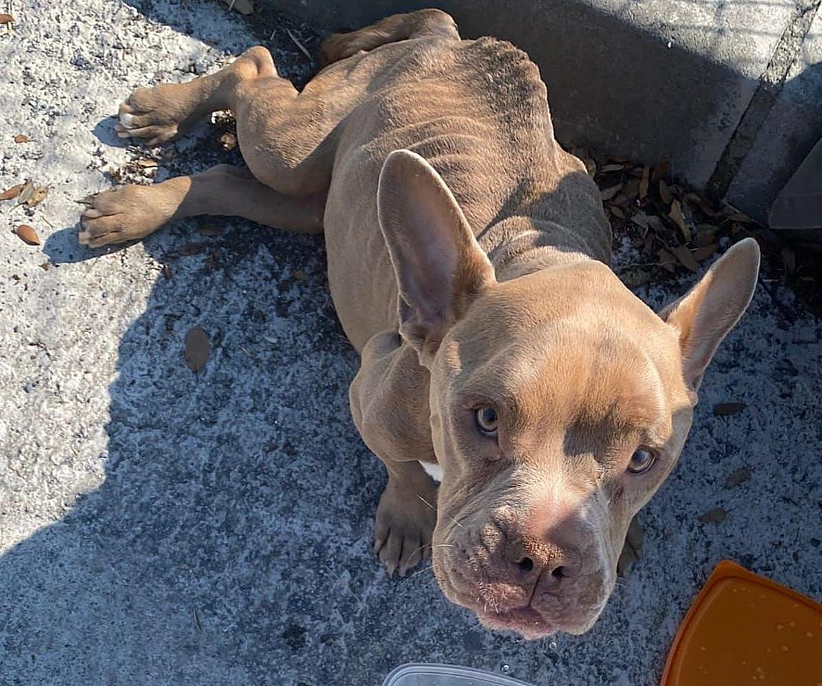 Abandonan a una perrita enferma y esquelética en Abanto