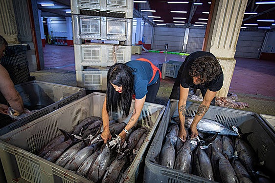 Bermeo recibe las primeras descargas de bonito de la temporada