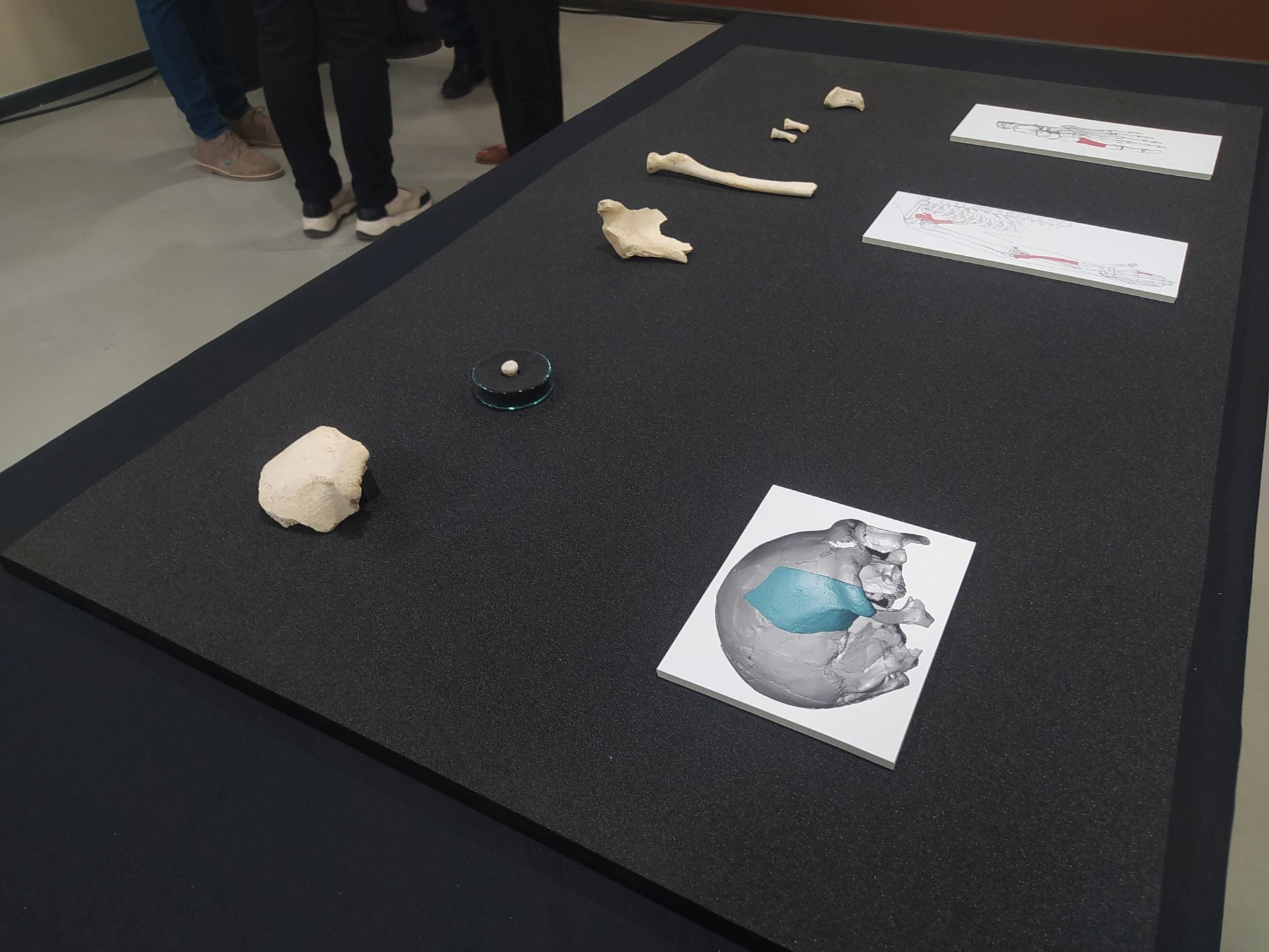 Las siete piezas presentadas hoy, el resto permanece en estudio en el Museo.