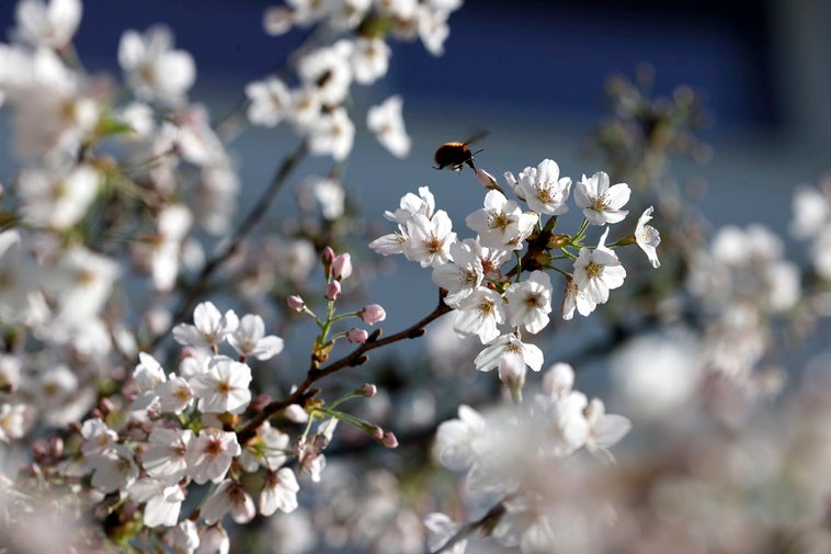 ¿Por qué esta primavera está siendo diferente a los últimos años?