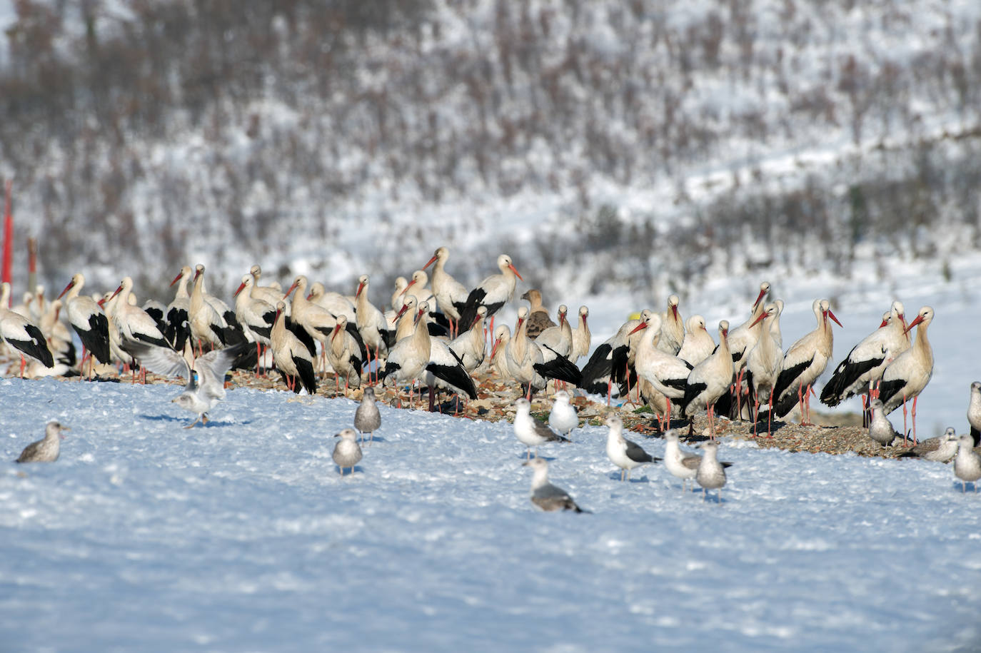 Cigüeñas y gaviotas tras una nevada.