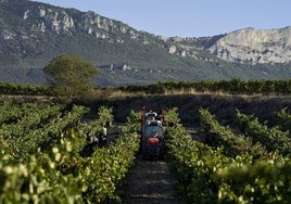 Vendimia en Rioja Alavesa.