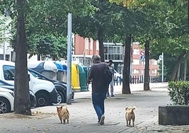 Un hombre pasea con sus perros por Basauri.