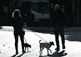 Dos personas paseando con dos perros.