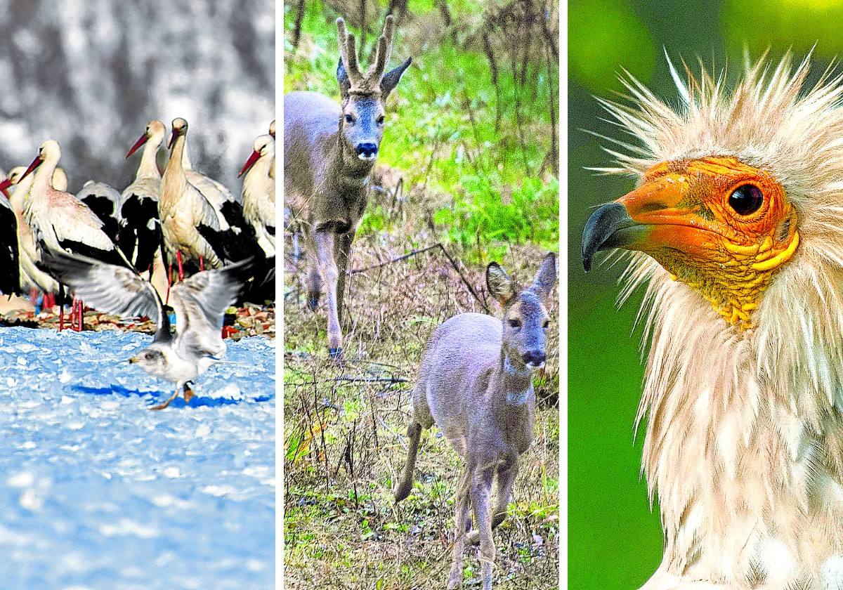 De izquierda a derecha, cigüeñas y gaviotas tras una nevada, corzos correteando por le vertedero y un alimoche al acecho.