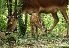 Crítica de 'Bambi, una vida en el bosque' (2024): Escoge tu destino