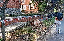Una joven transita junto al tronco ya cortado del árbol que se cayó en la madrugada del lunes y levantó la acera..