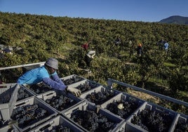 Un grupo de temporeros trabaja durante una campaña de vendimia en Rioja Alavesa