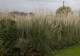 El plumero de la Pampa se ha extendido por Bizkaia.