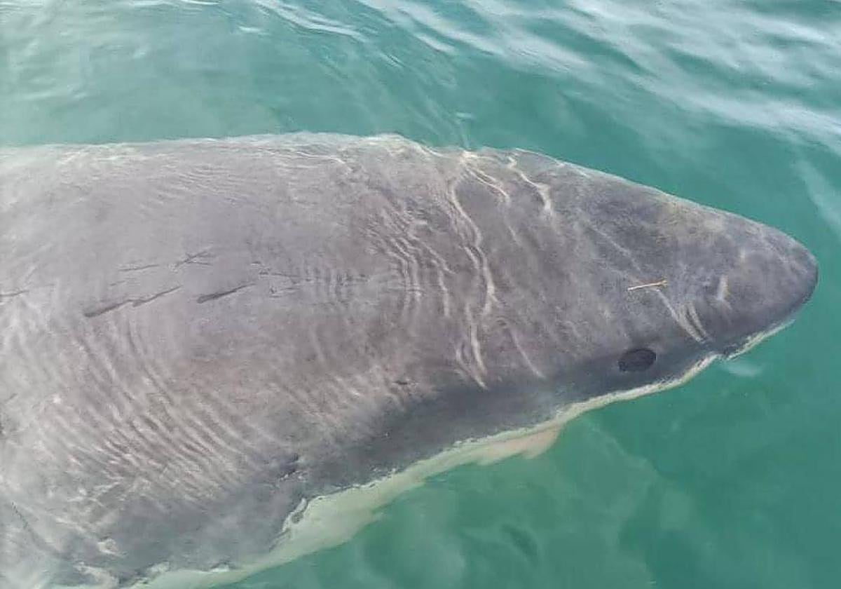 Un tiburón en Chamberí