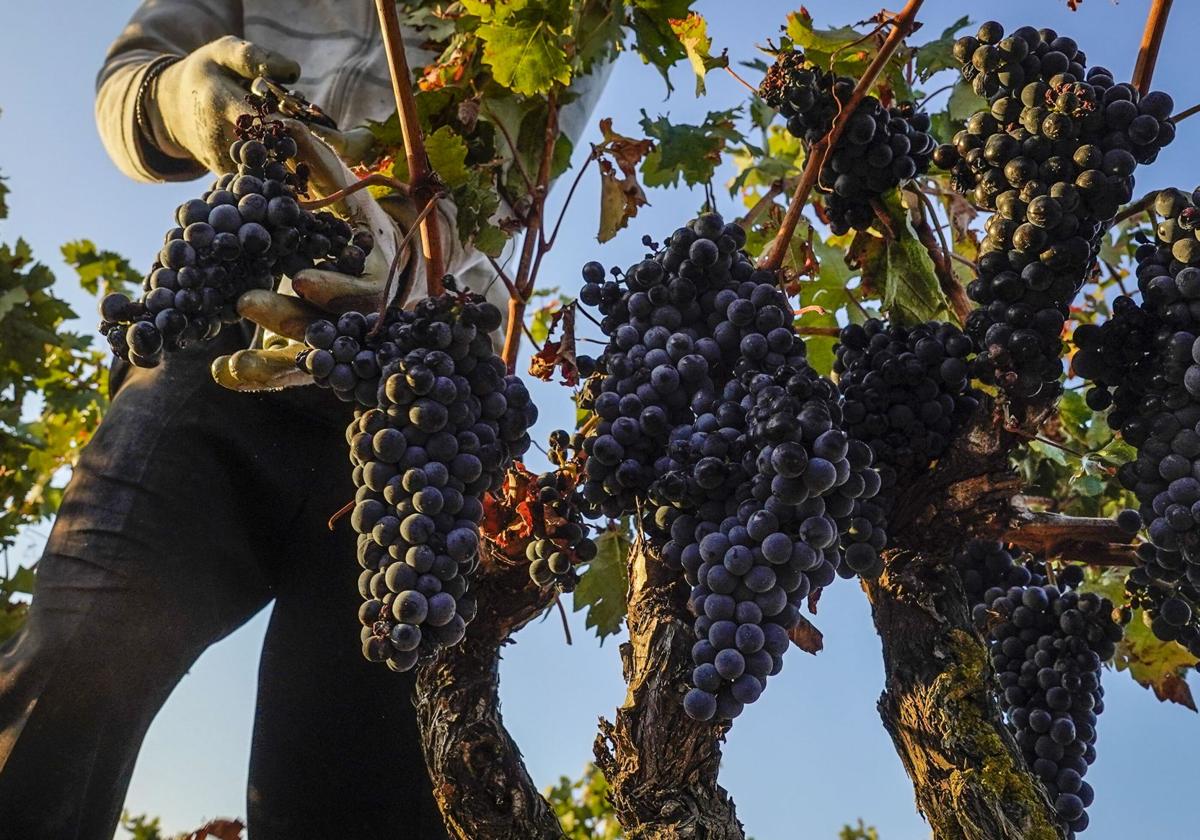 El arranque de uva buscará reducir los excedentes de vino, que ya suponen más de 25 millones de litros en Rioja Alavesa