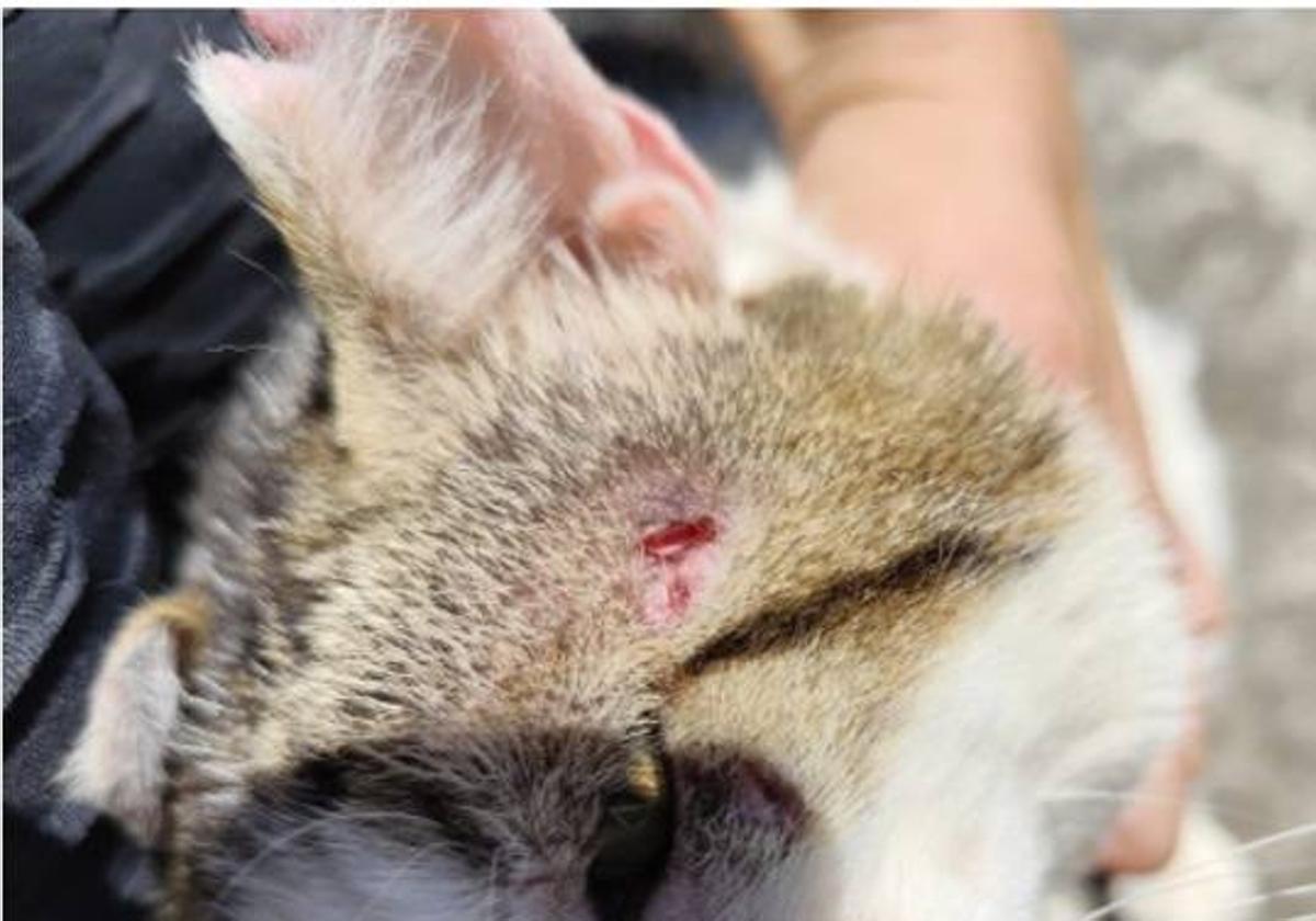 Imagen del disparo que afectó a lo de los gatos de la colonia controlada por Gaden.