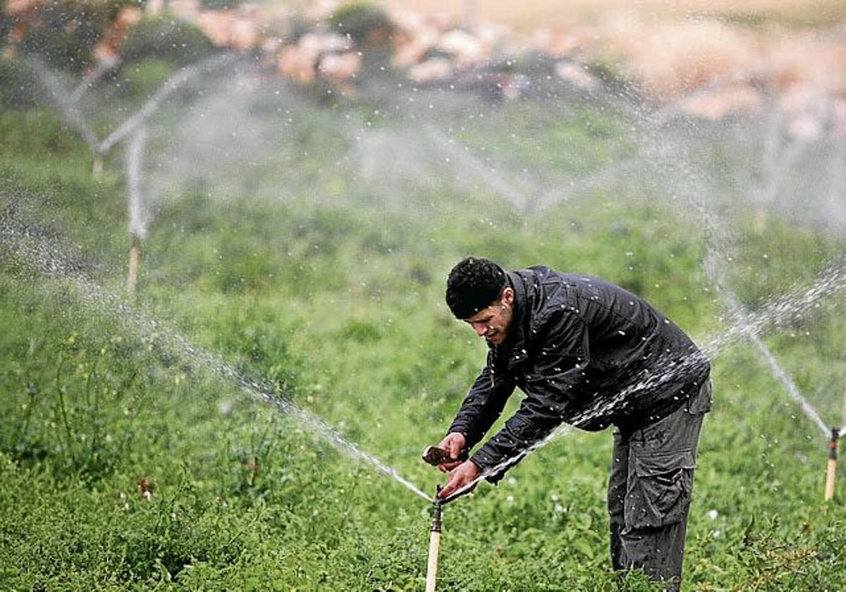 Un agricultor instala un aspersor de regadío.