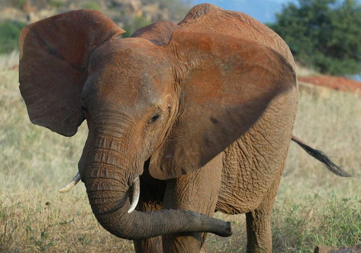 Muere un turista español pisoteado por un elefante en Sudáfrica