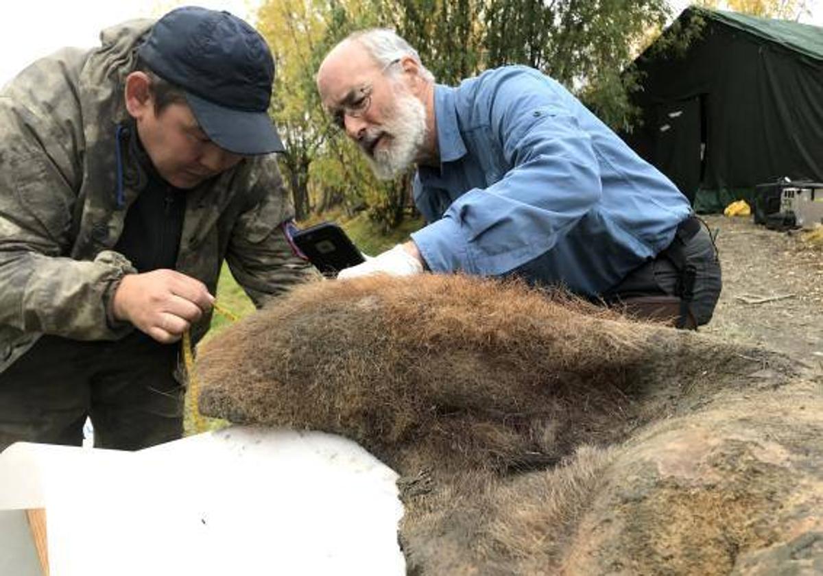 Los investigadores extrajeron un pedazo de piel de detrás de la oreja del mamut, cuyo genoma han comparado con el pedazo de piel de un elefante moderno