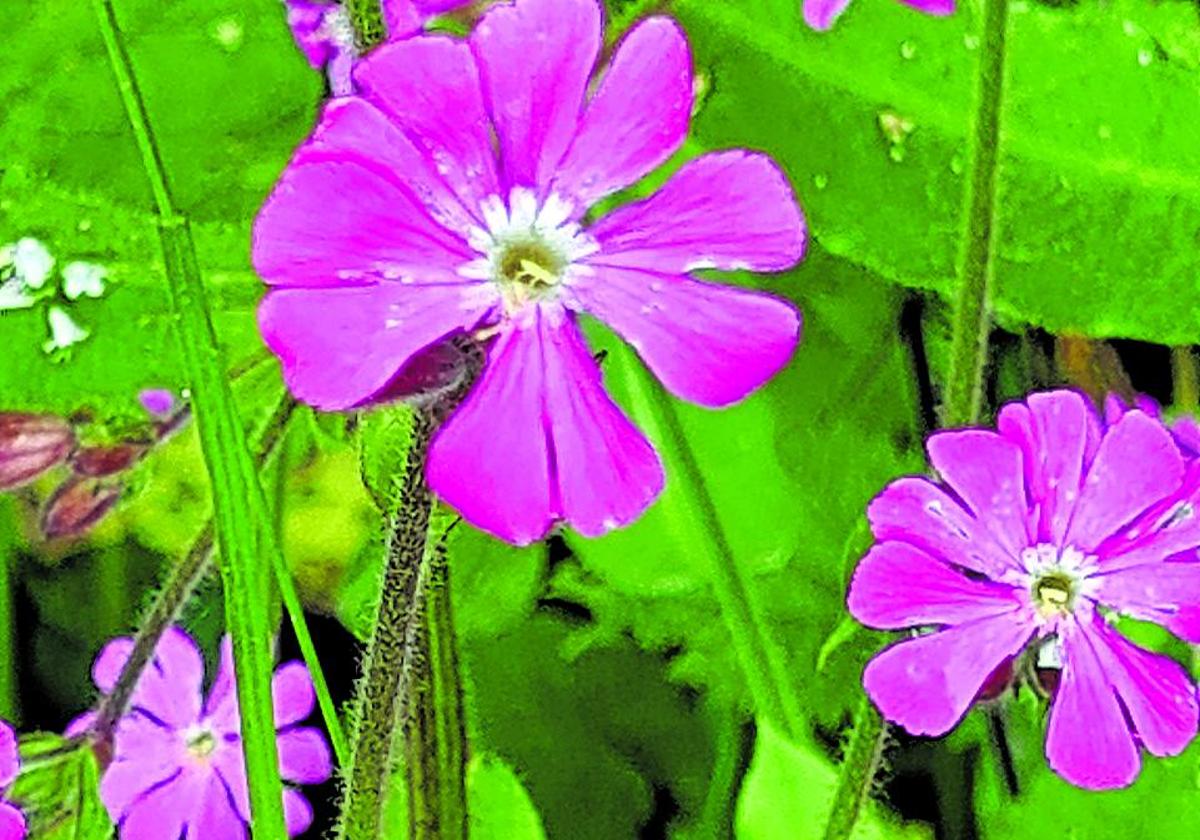 Ejemplares de Silene Dioica.