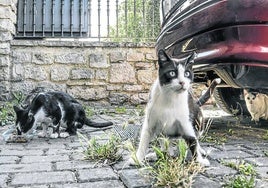 Colonia de gatos callejeros en Álava.