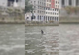 Diferentes momentos en el que el cetáceo ha sido avistado en la ría de Bilbao.