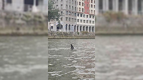 Un delfín en la ría de Bilbao: «Ha sido un momento mágico»