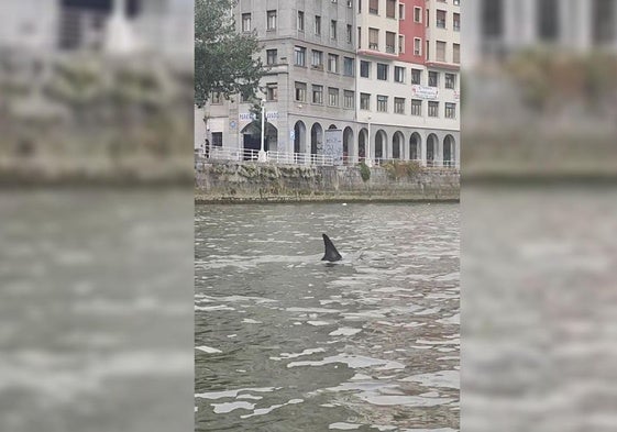 Diferentes momentos en el que el cetáceo ha sido avistado en la ría de Bilbao.