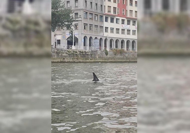 Diferentes momentos en el que el cetáceo ha sido avistado en la ría de Bilbao.