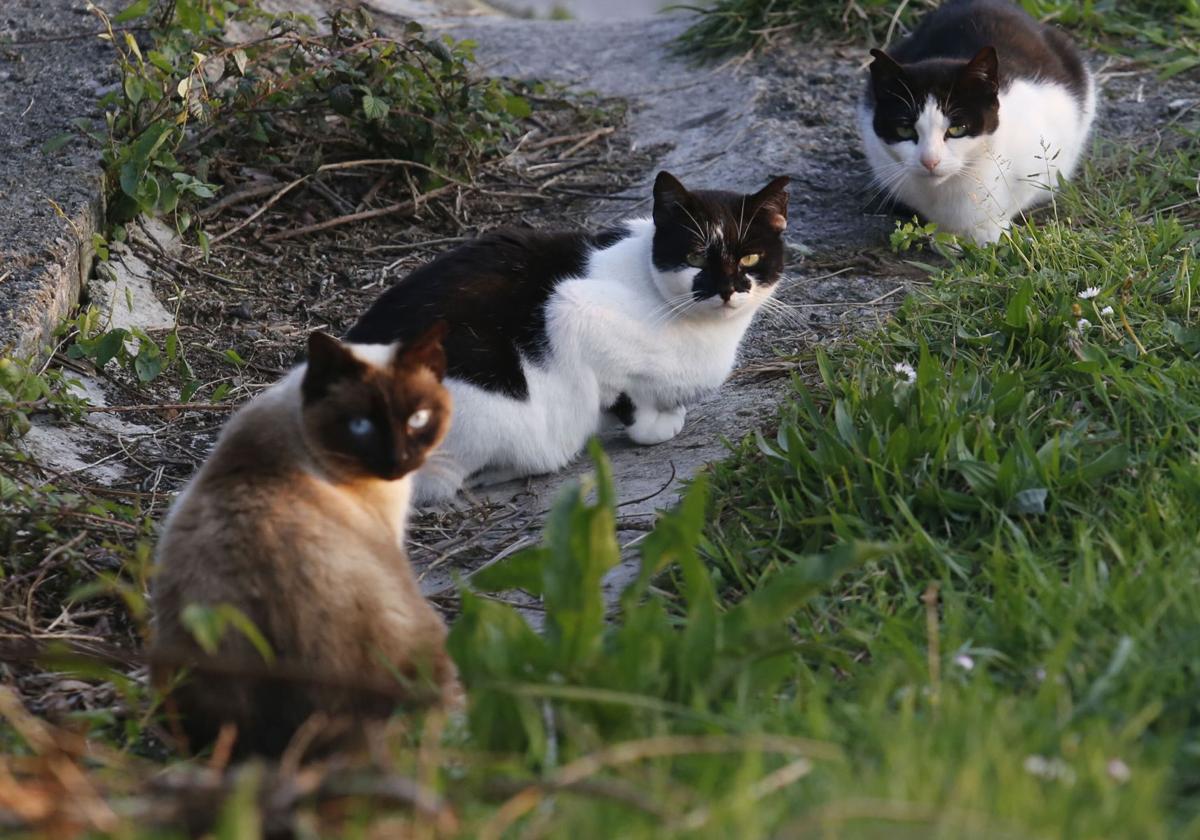 Este año, se han reubicado a cerca de una decena de gatos de las colonias de Etxebarri.