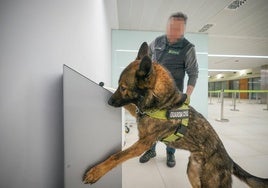 Un guardia civil con un perro especializado en drogas inspecciona el aeropuerto de Foronda.