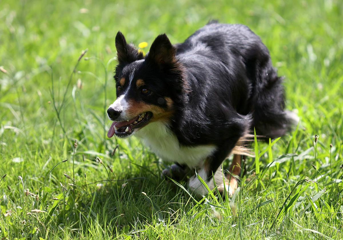 Las mejores imágenes del campeonato de perros pastor de Euskal Herria