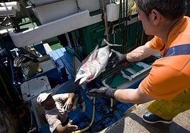 Descarga de bonito del Norte capturado en una embarcación vasca al manera tradicional.
