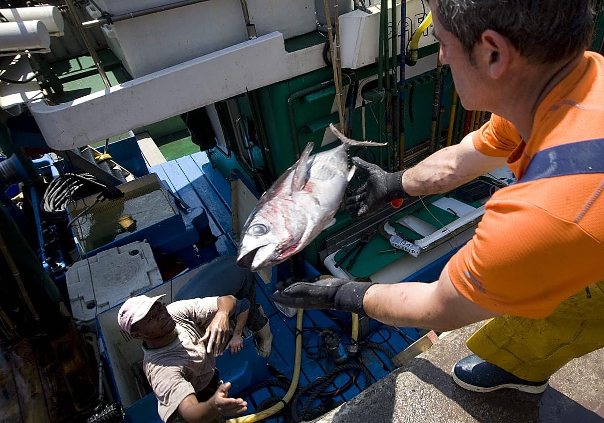 Descarga de bonito del Norte capturado en una embarcación vasca al manera tradicional.