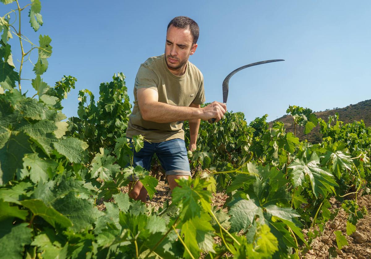 Iker corta con la hoz las ramas más largas de las cepas para prepararlas para la vendimia.