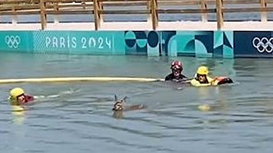 Un corzo se convierte en el protagonista sorpresa en las pruebas de hípica de los Juegos Olímpicos