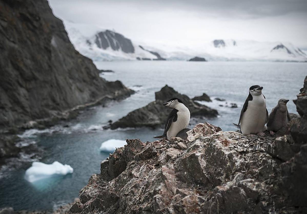 Imagen principal - Tres imágenes de Isla Elefante.
