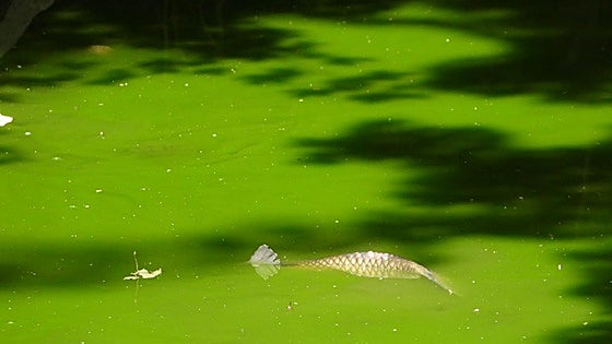 Denuncian posibles vertidos en el río Zadorra