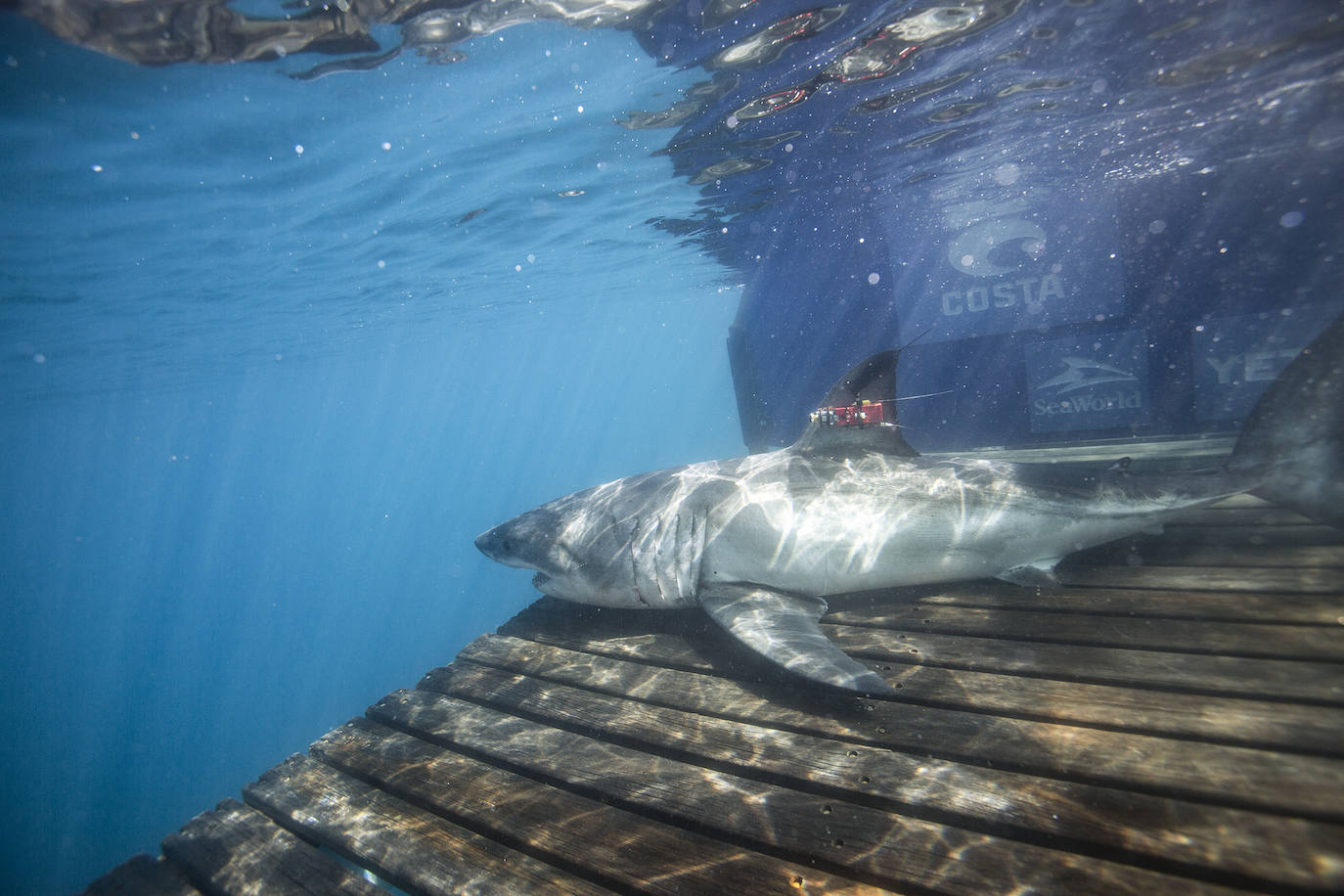 Expediciones anteriores del OCEARCH.