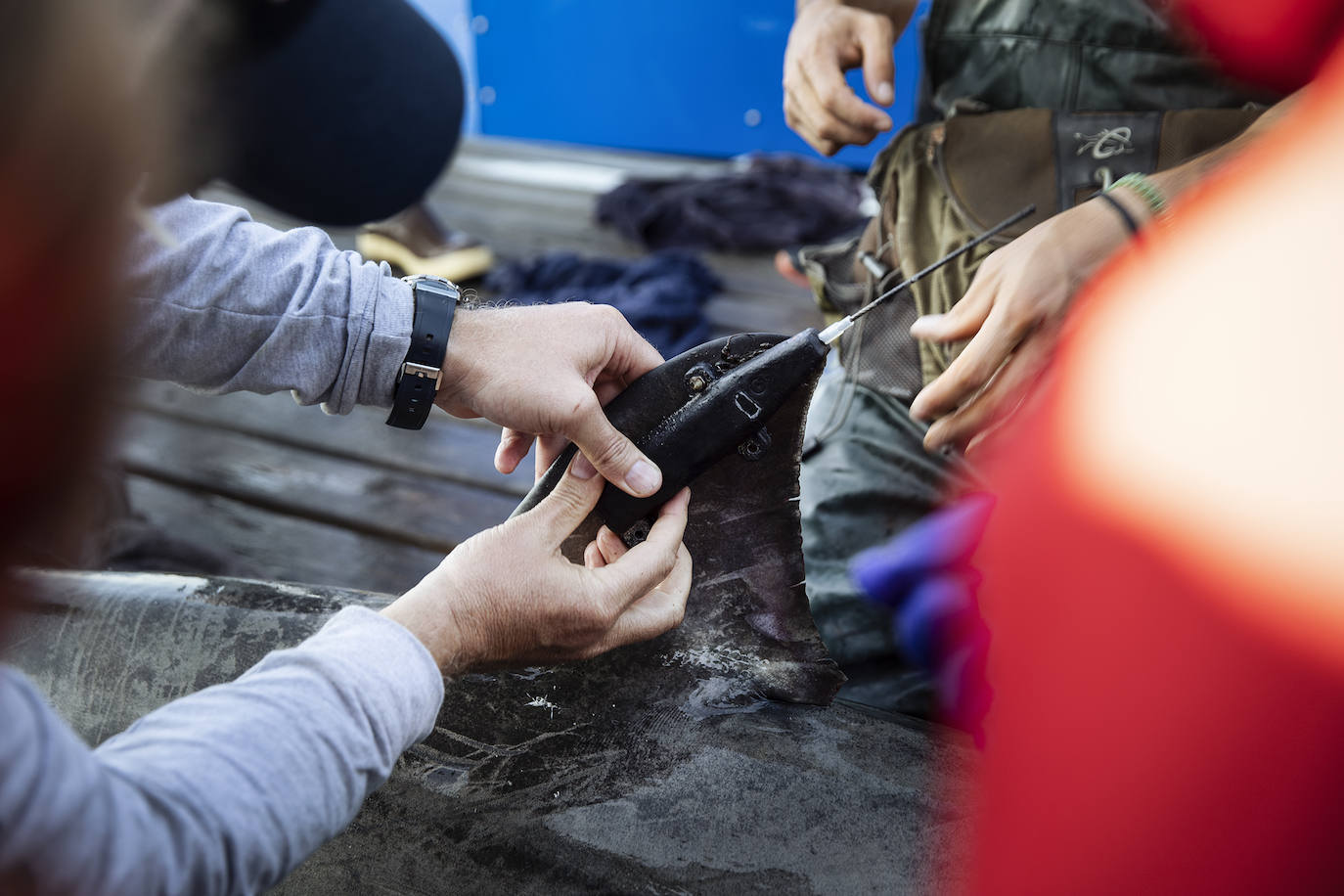 Expediciones anteriores del OCEARCH.