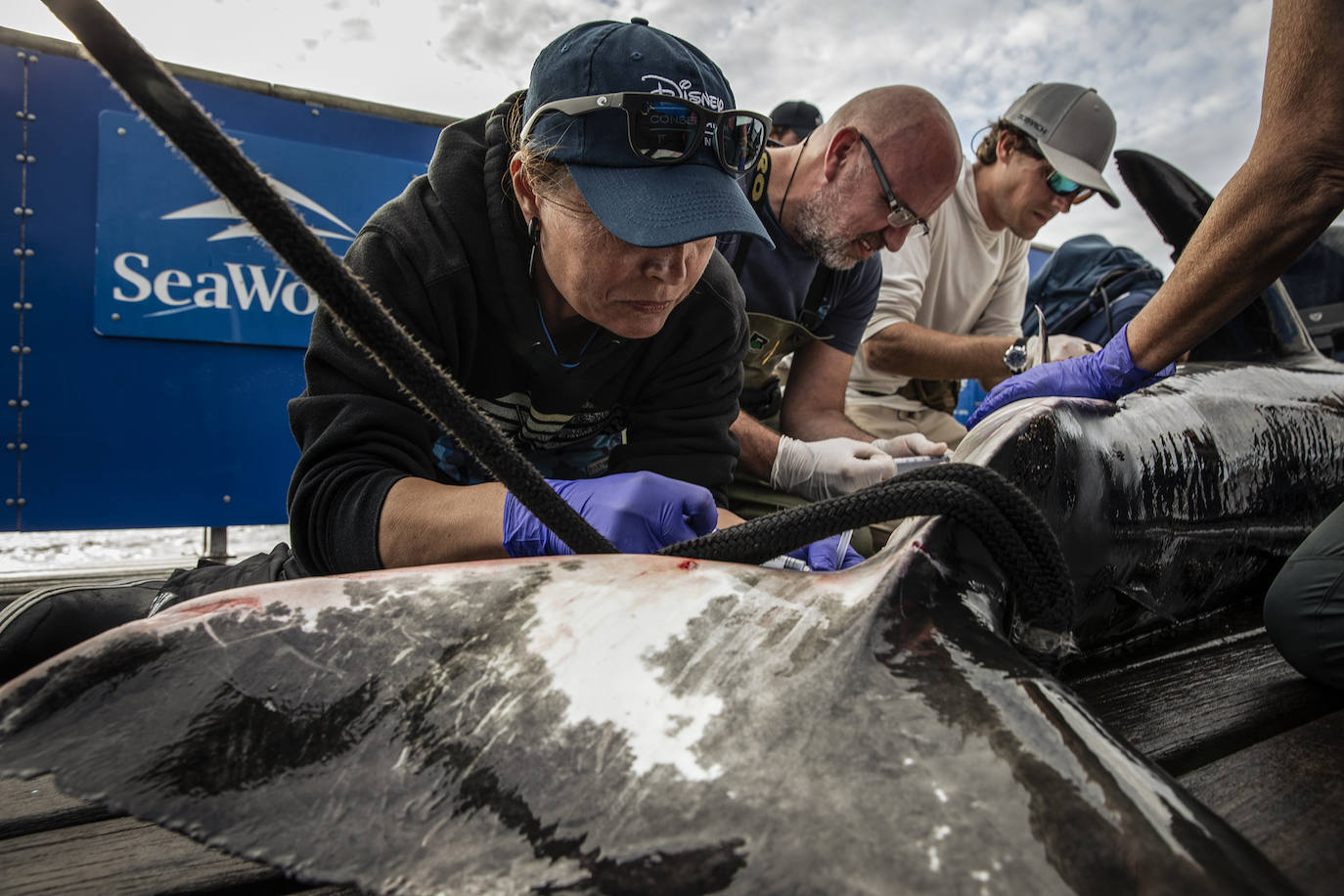 Expediciones anteriores del OCEARCH.