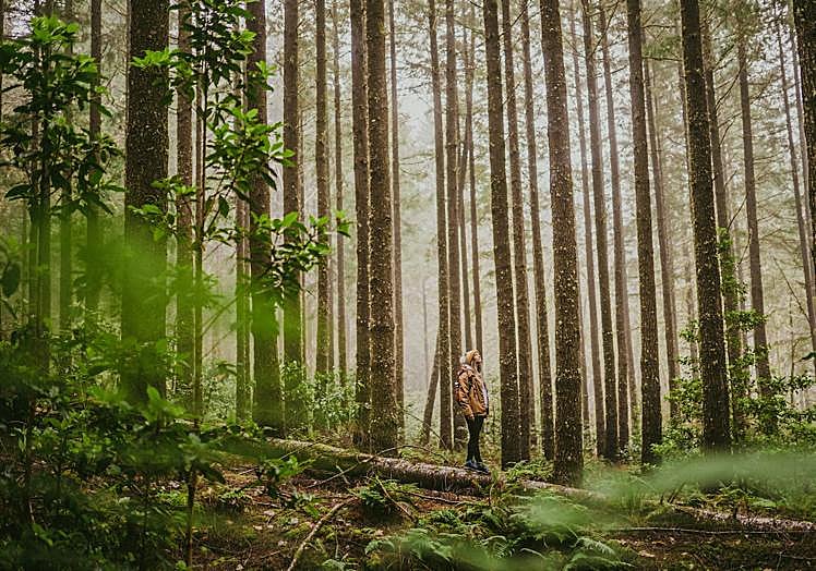 En los extensos bosques de Ribeiro Frio se encuentran varias especies endémicas de la laurisilva.