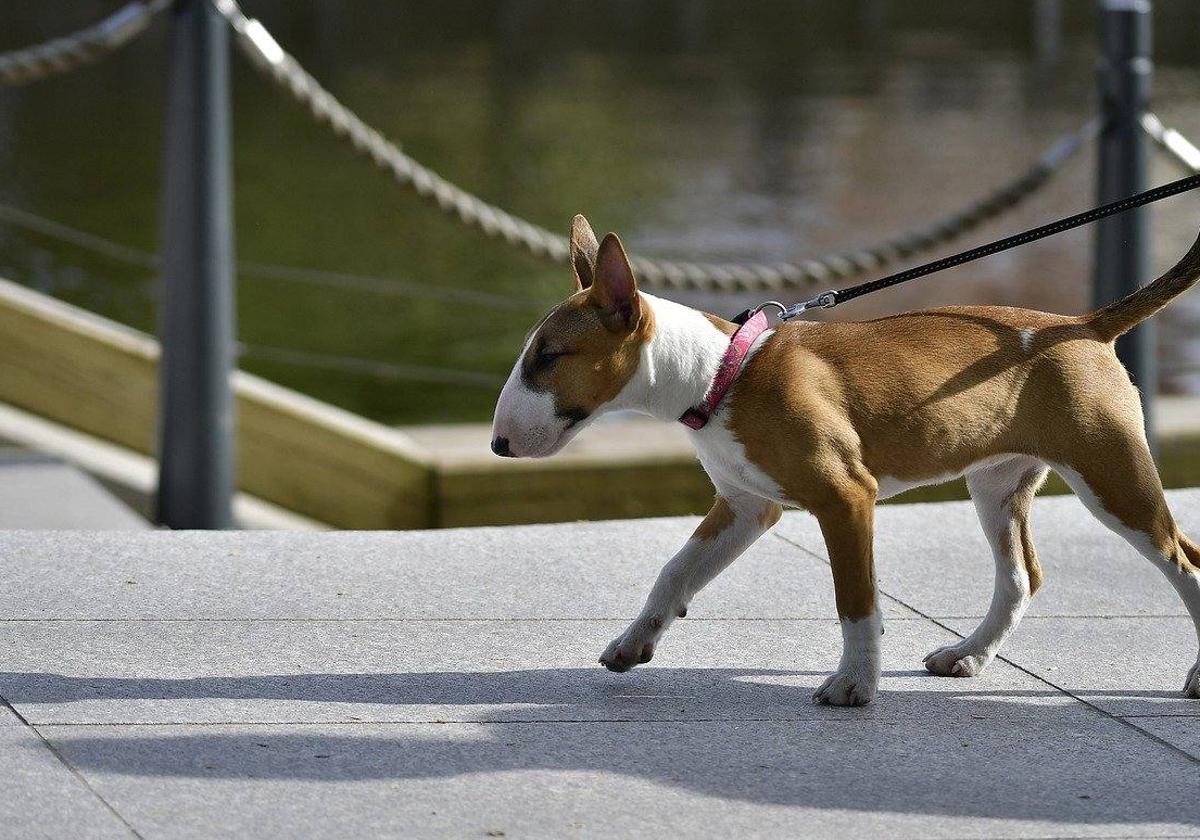 Un veterinario pierde los ojos tras el ataque del perro que le estaba cuidando a su vecino