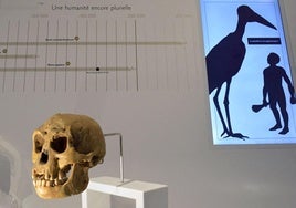 un molde de un cráneo de 'Homo floresiensis' en el Musee de l'Homme de París.