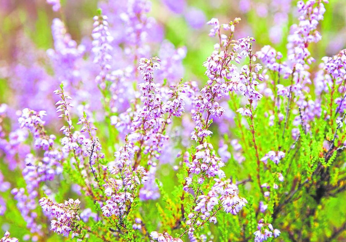 El brezo llena de color los prados con sus pequeñas flores.