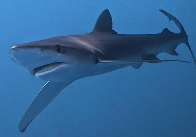 'Urdintxu' momentos antes de ser marcado .