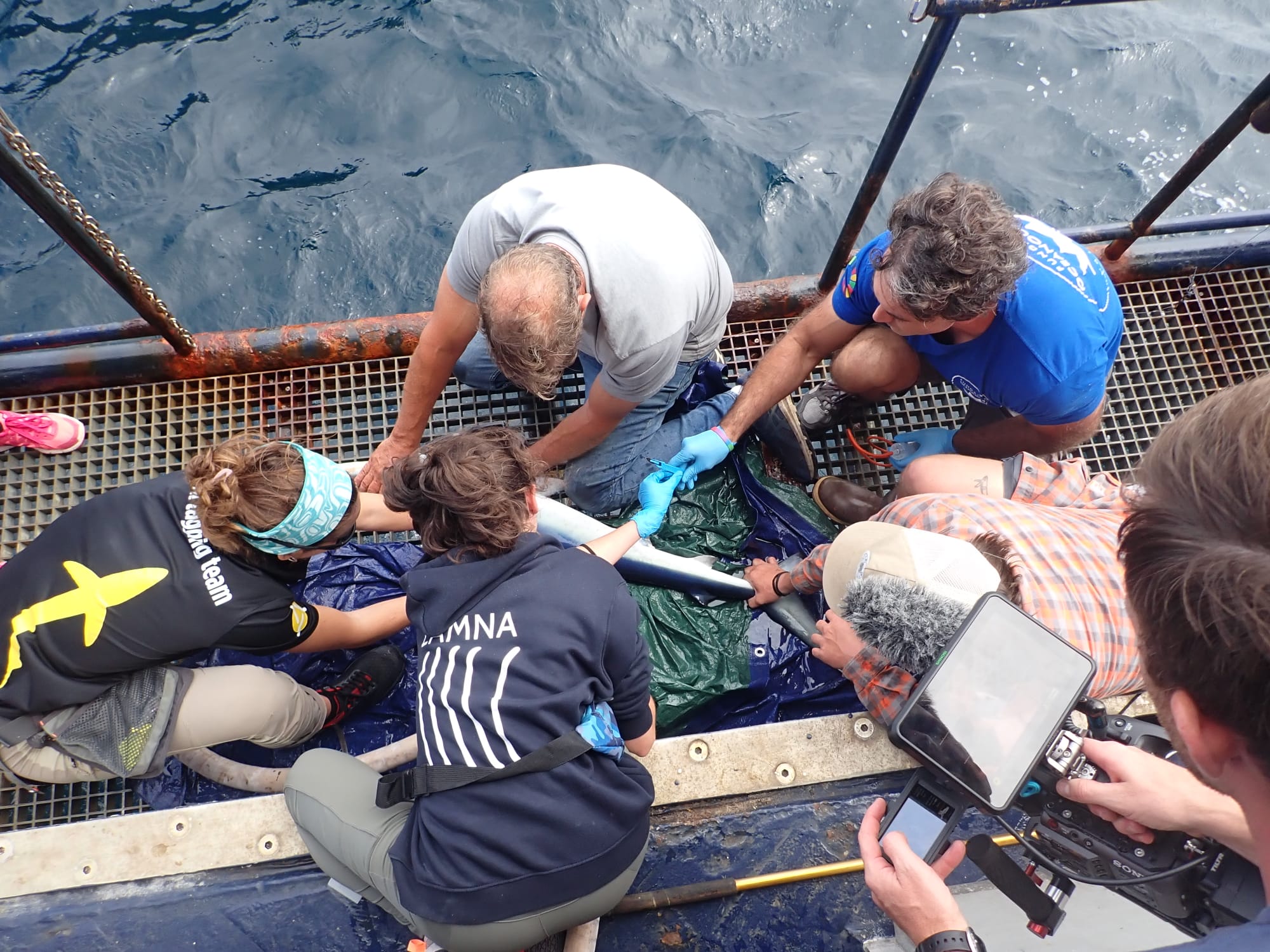 Finaliza la expedición que buscaba el tiburón blanco en el Golfo de Bizkaia
