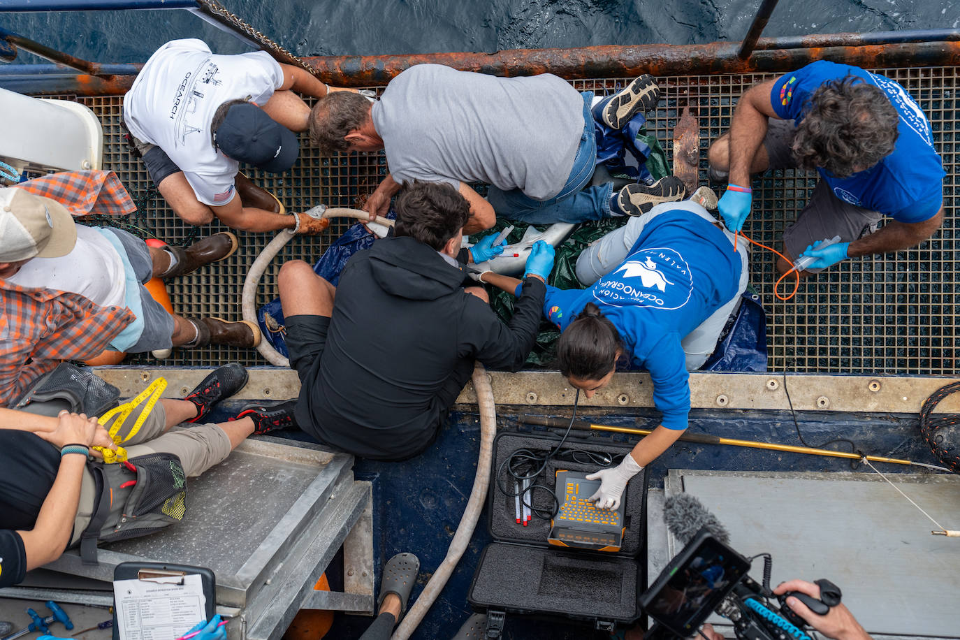 Finaliza la expedición que buscaba el tiburón blanco en el Golfo de Bizkaia