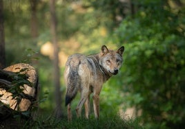 La solución es la convivencia con el lobo