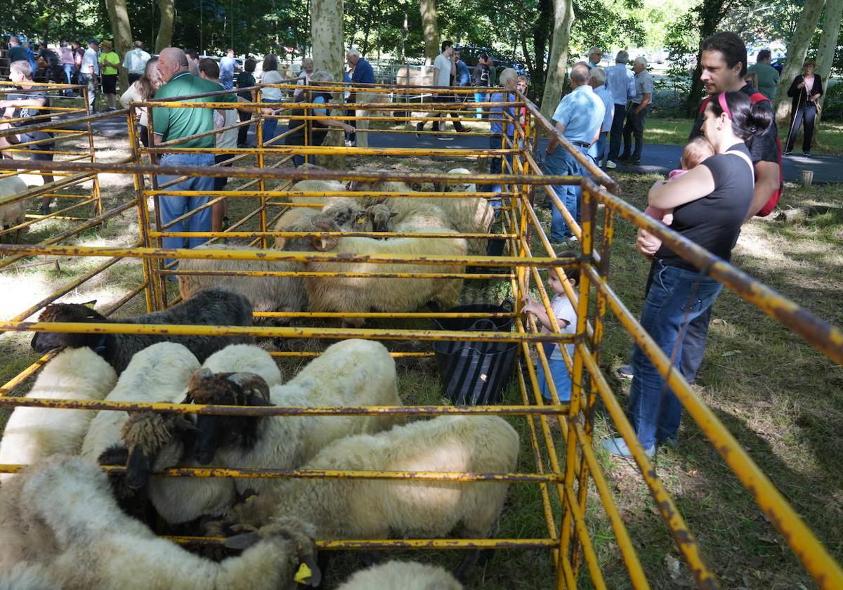 El arbolado de San Roque protegió al ganado expuesto en las campas del calor.