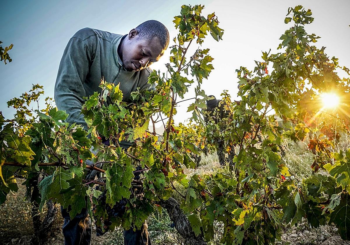 Un temporero trabaja en un viñedo de una bodega de Samaniego.