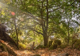 Fallece un trabajador forestal en Iurreta tras golpearle una rama la cabeza